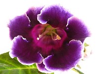 Sinningia speciosa 'Grape Freeze'